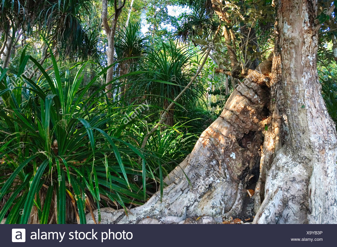 Pandanus Forest High Resolution Stock Photography and Images Alamy