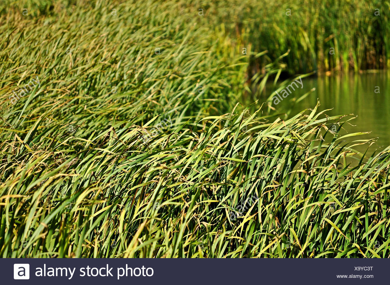 River Cane High Resolution Stock Photography and Images - Alamy