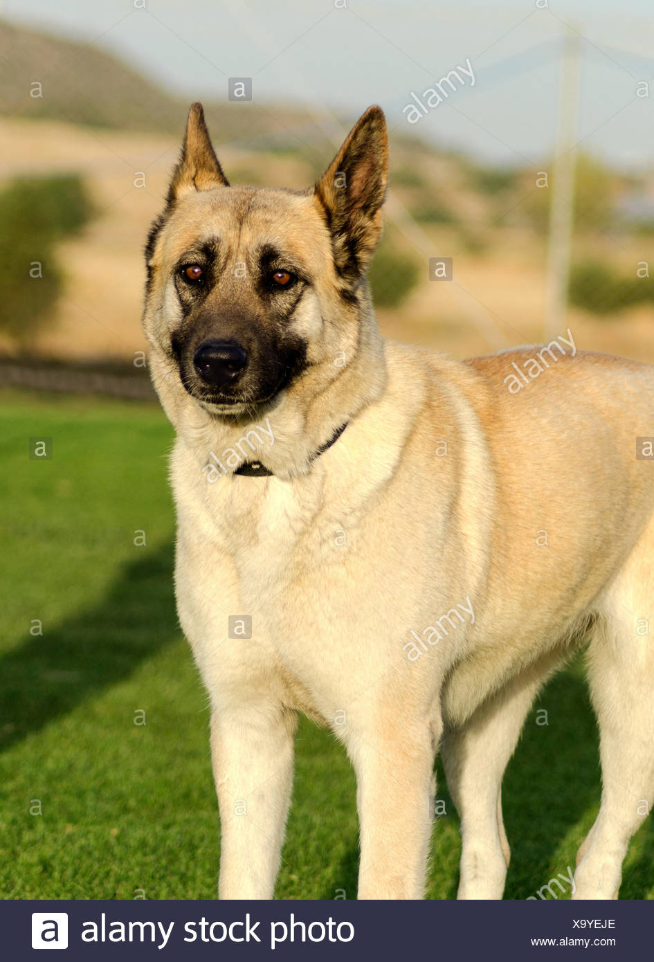 beige german shepherd