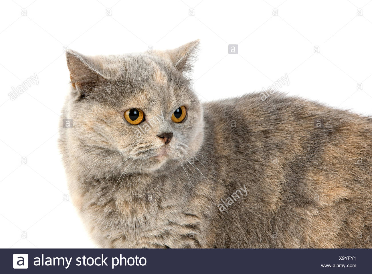 Blue Cream British Shorthair Domestic Cat Female Against White