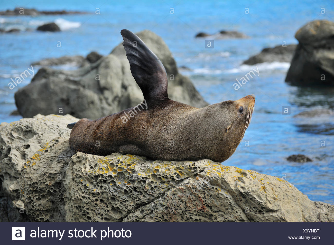 New Zealand Fur Seal Arctocephalus Forsteri On Rock Half Moon