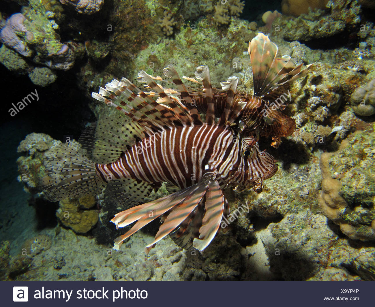 Fish Dive Reef Salt Water Sea Ocean Water Toxic Poisonous Teeth dive reef salt water sea ocean water