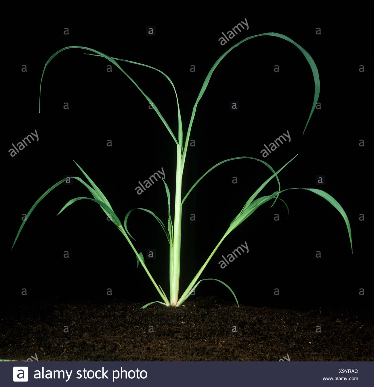 Tillering Grass High Resolution Stock Photography and Images Alamy