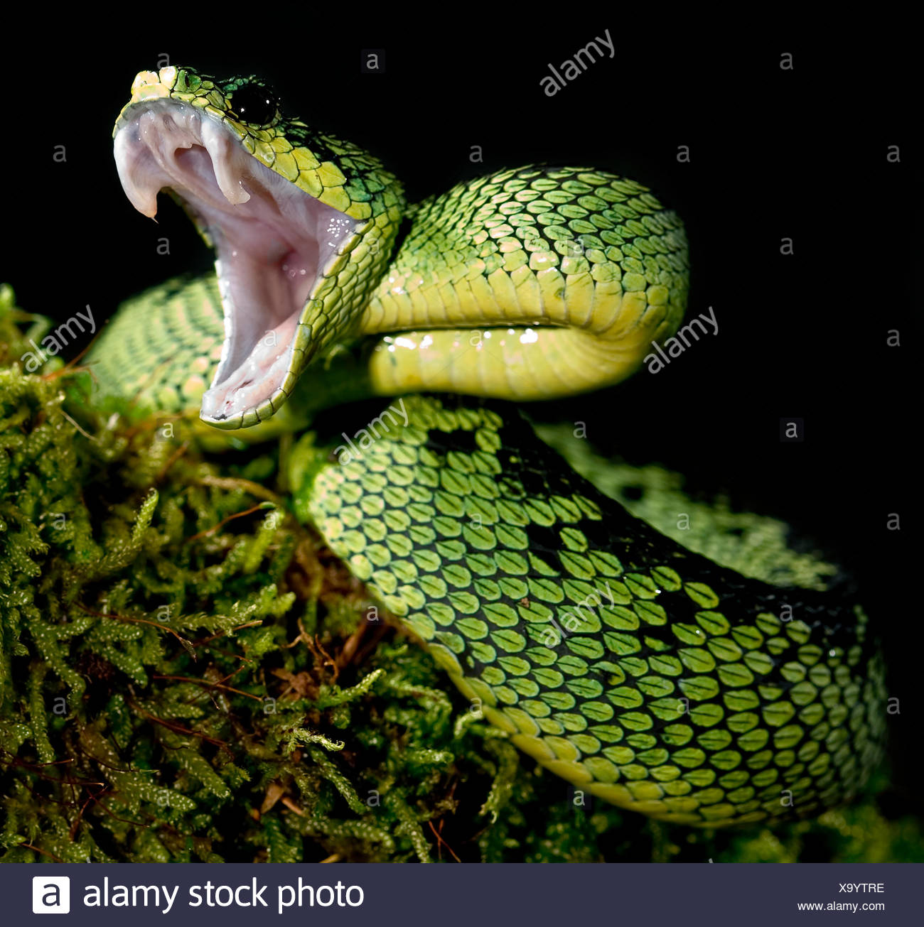 Atheris High Resolution Stock Photography and Images - Alamy