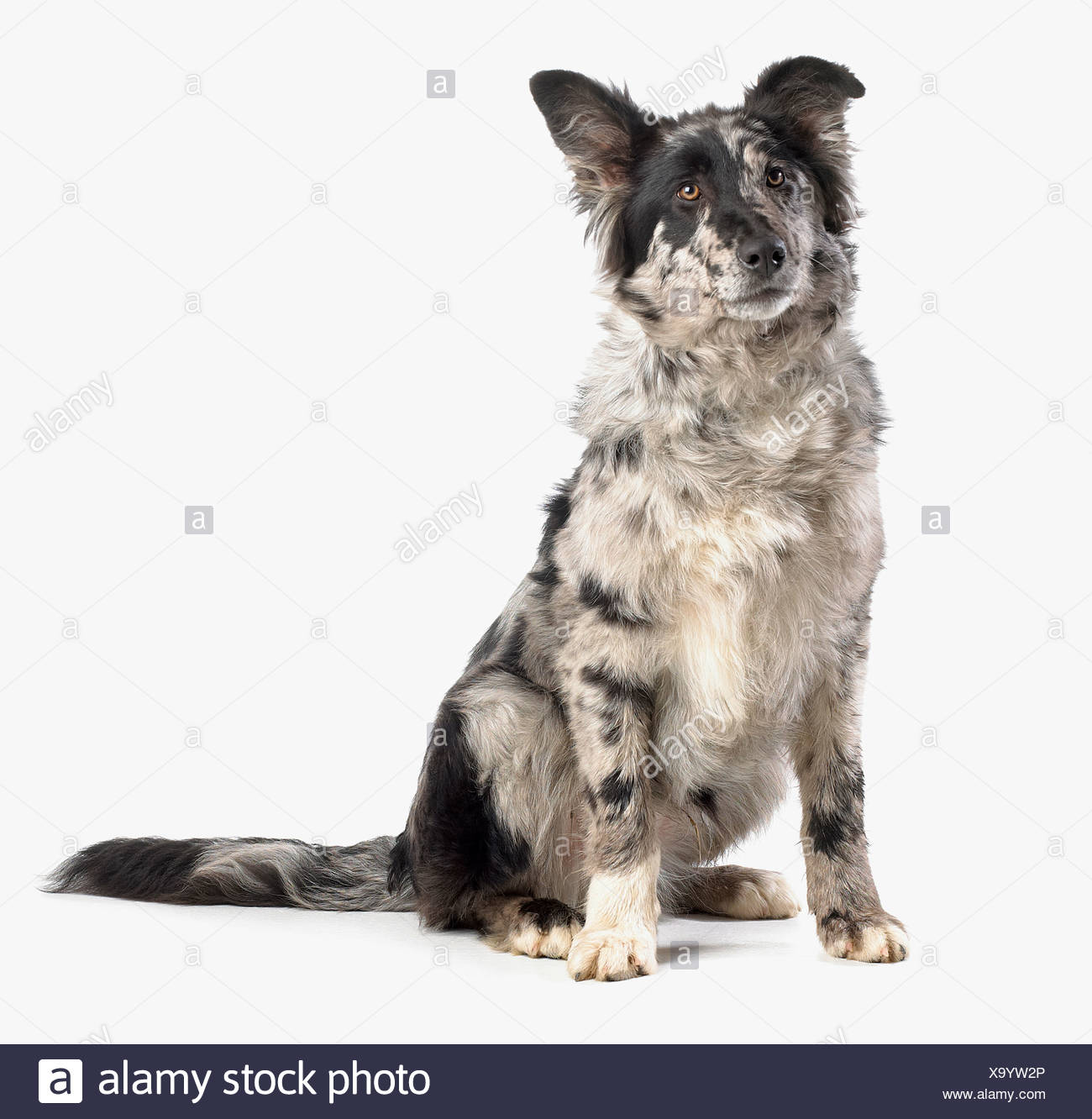 Border Collie Cross Stock Photos Border Collie Cross Stock