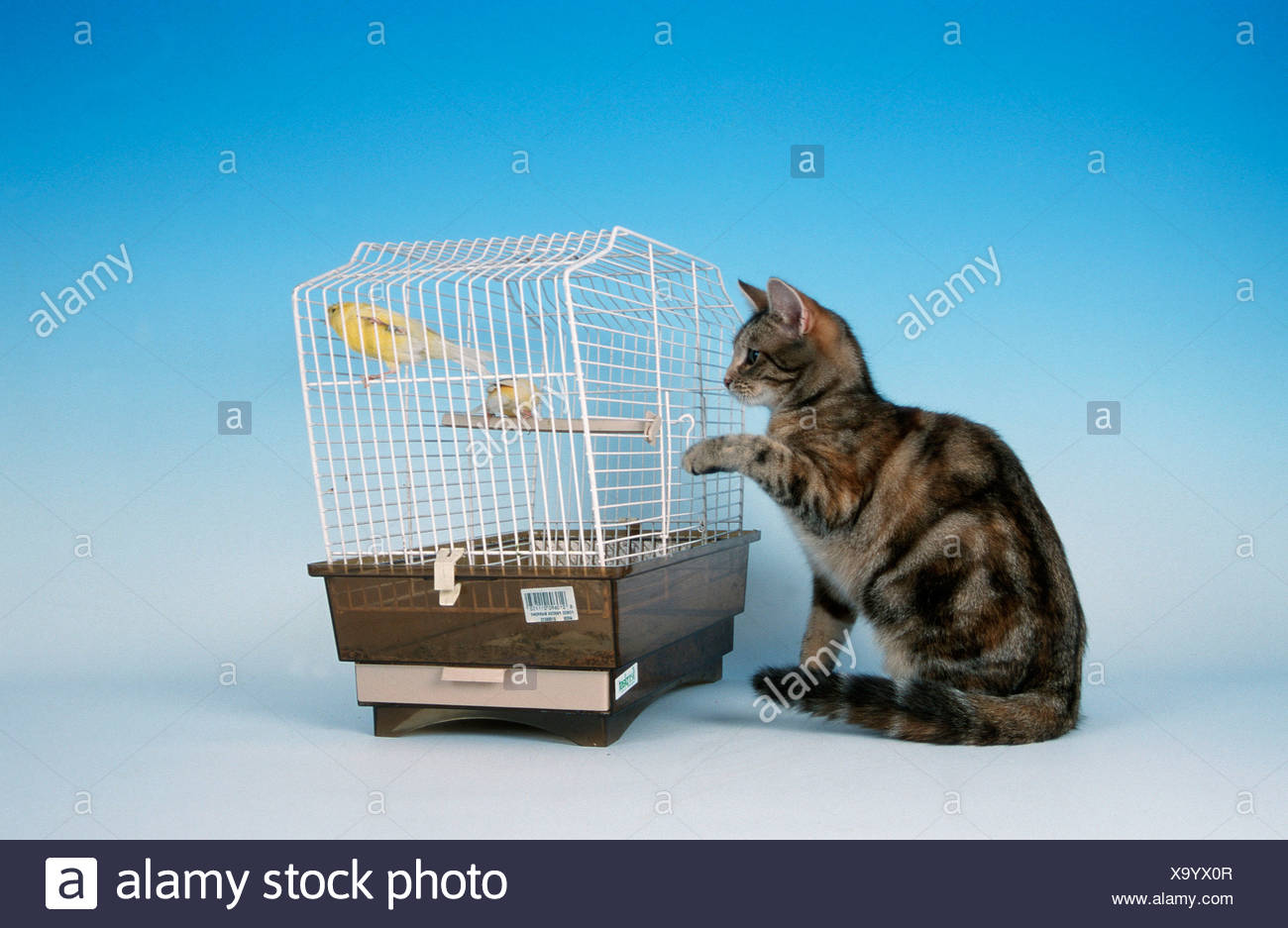 Cat Bird Cage High Resolution Stock Photography and Images Alamy