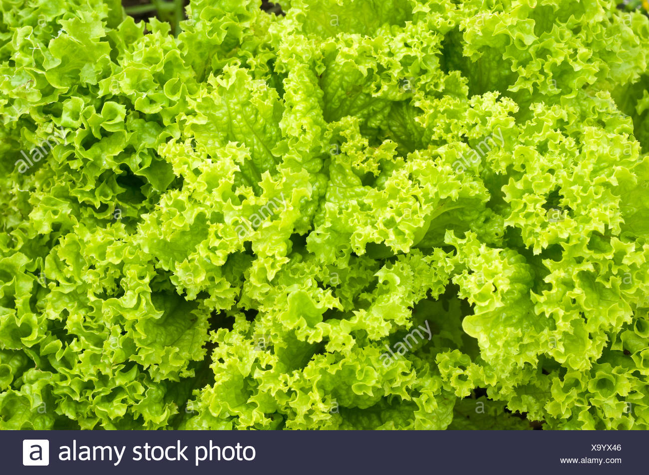 Pflucksalat Pick And Pluck Lettuce Stock Photo Alamy