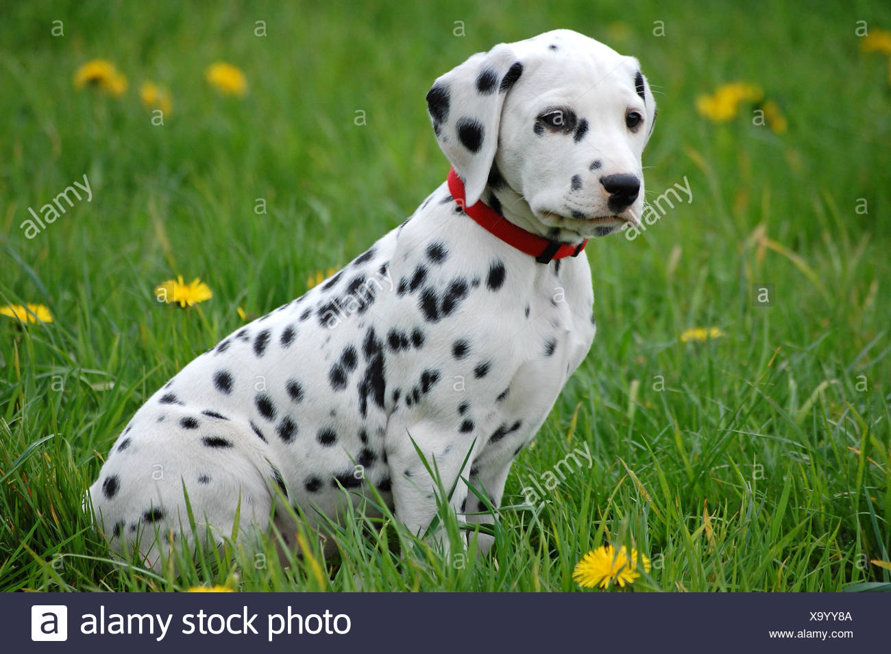 puppy dalmatian dog