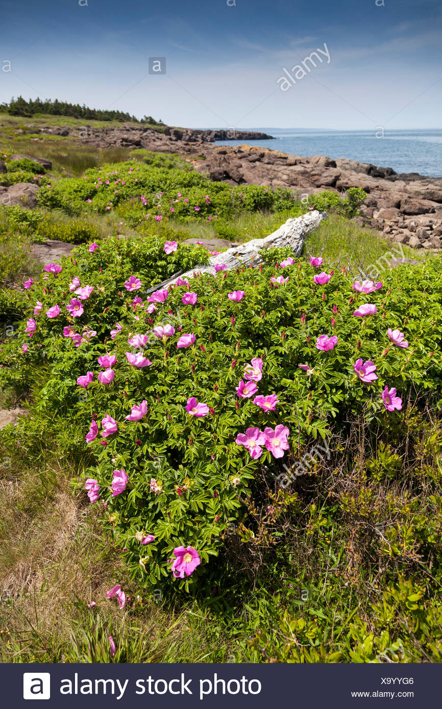 Canada Nova Scotia Eastern Shore High Resolution Stock Photography and