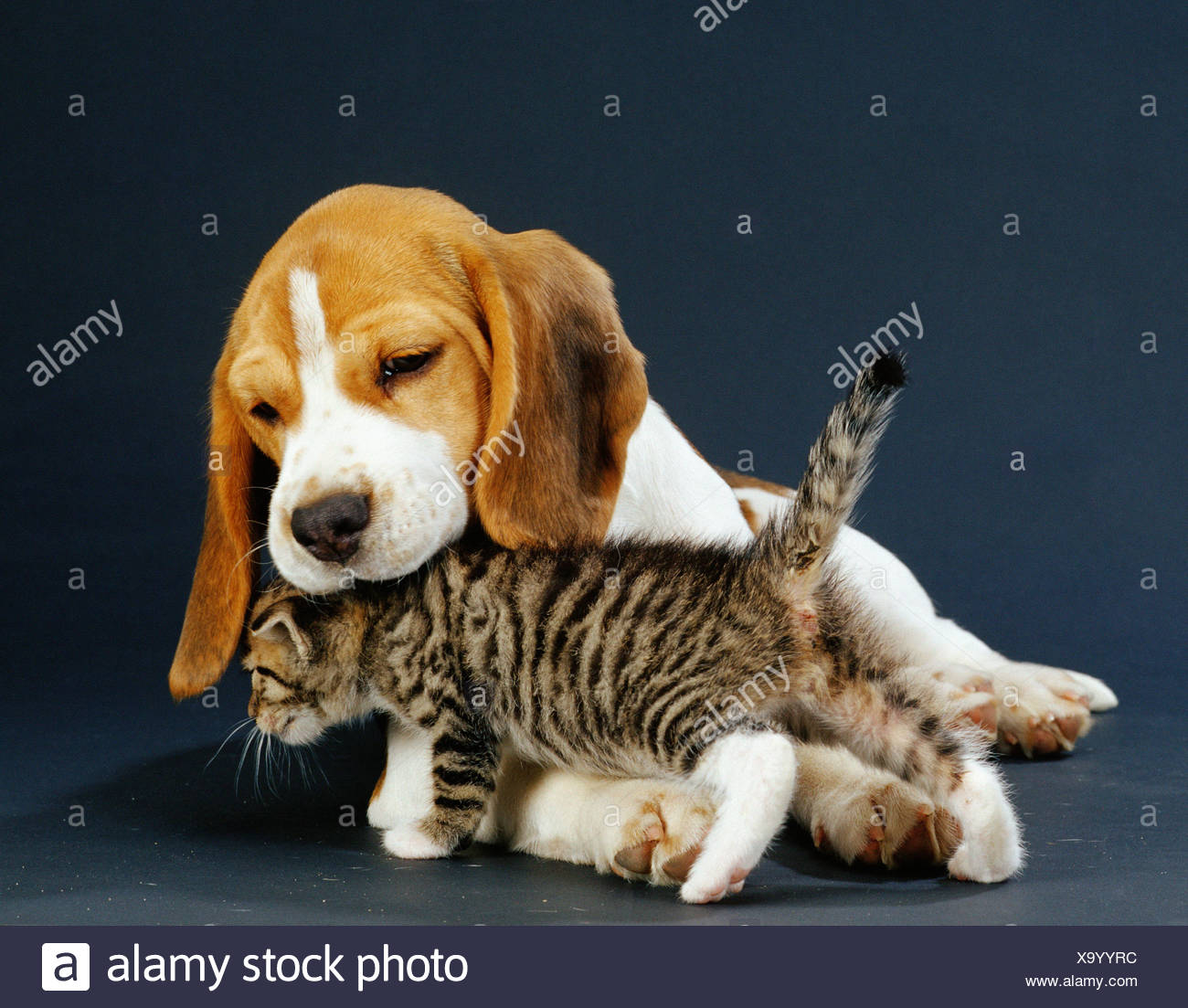 Beagle And Domestic Cat Stock Photo Alamy Beagle And Domestic Cat Stock Photo Alamy