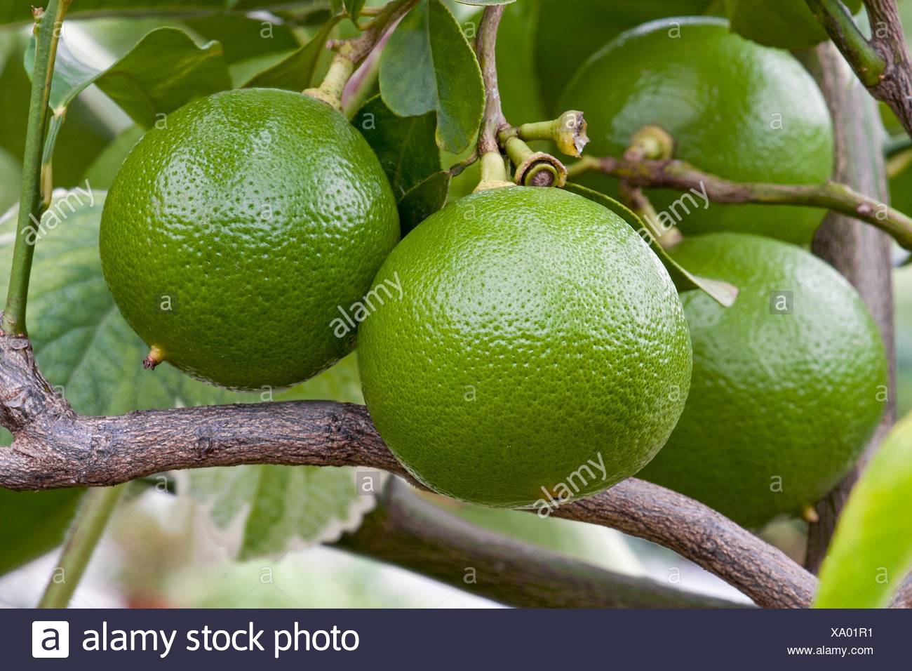 Bergamot Orange Citrus Bergamia Hybrid Of Citrus Limetta And
