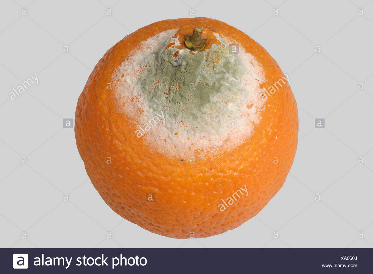 Orange With Mold High Resolution Stock Photography and Images Alamy
