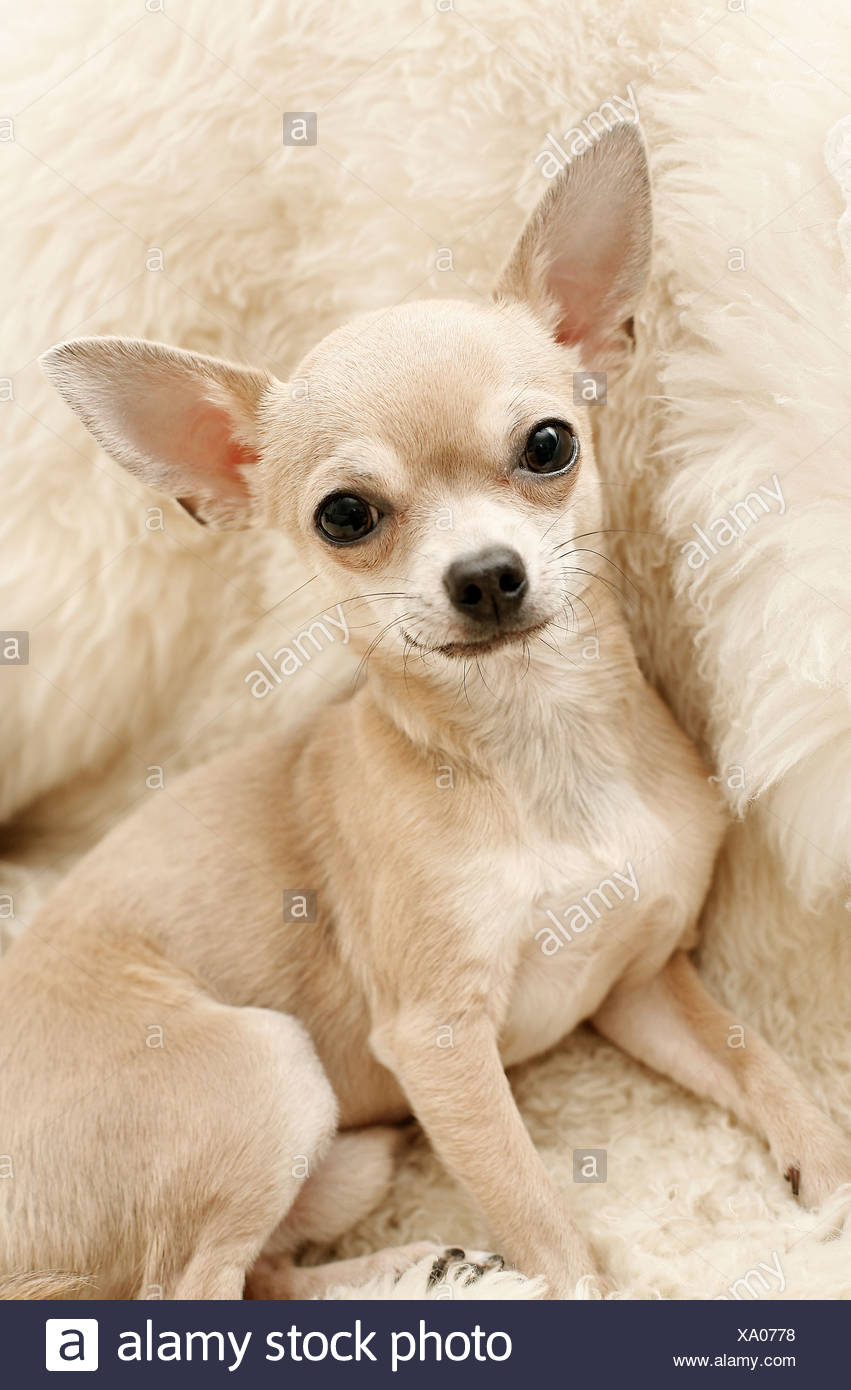 chihuahua adorable