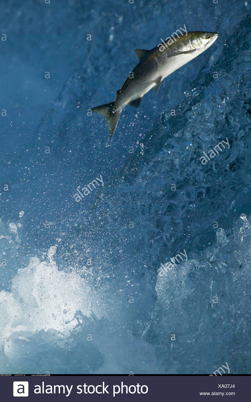 Leap Waterfall High Resolution Stock Photography And Images Alamy