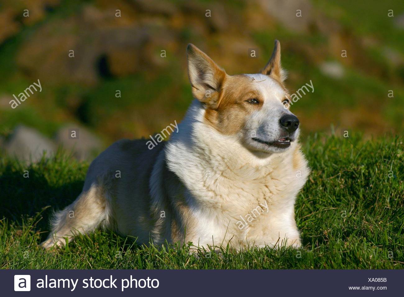 Icelandic Sheepdog Stock Photo 281518871 Alamy