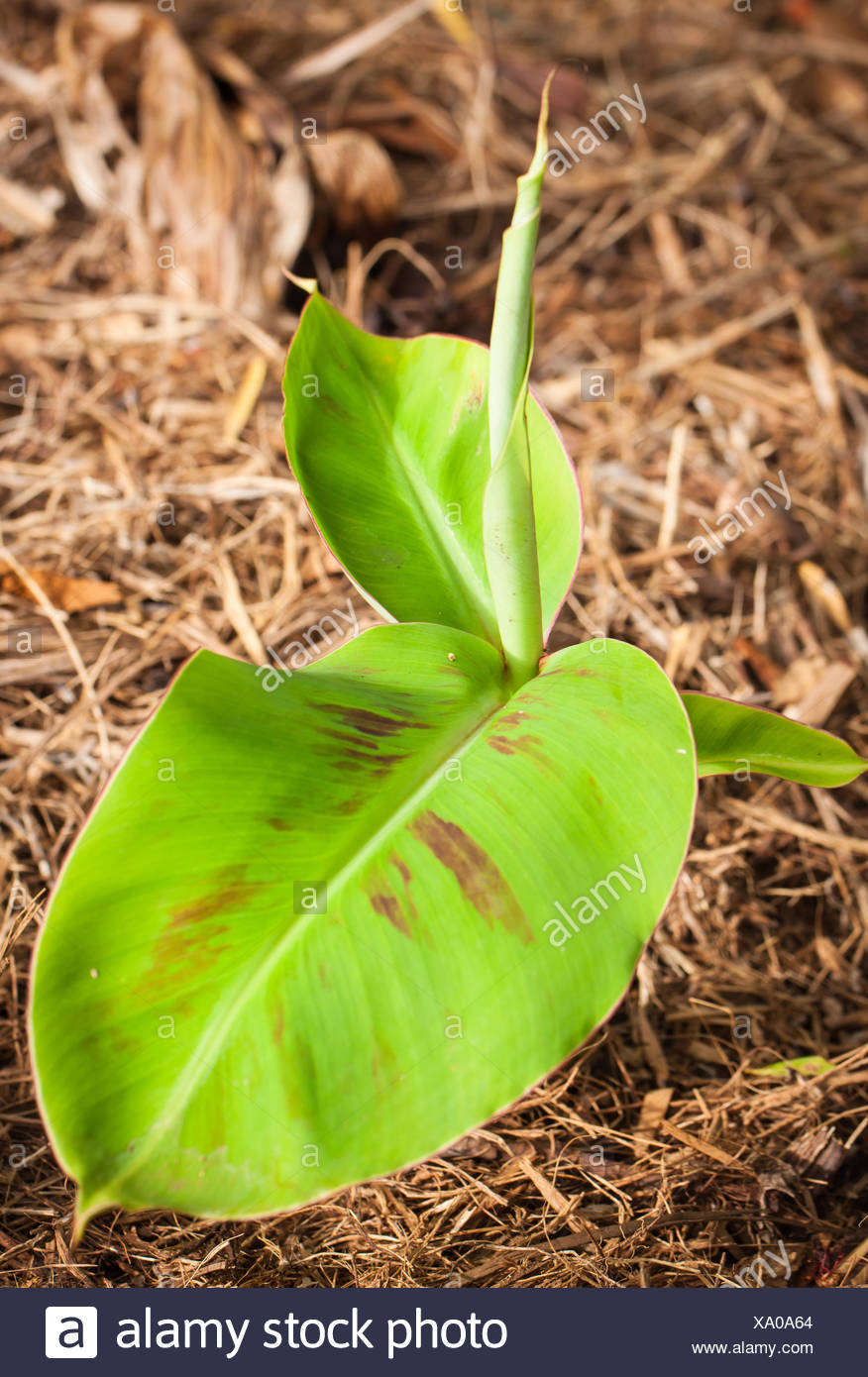 Young Banana Plant High Resolution Stock Photography and Images Alamy
