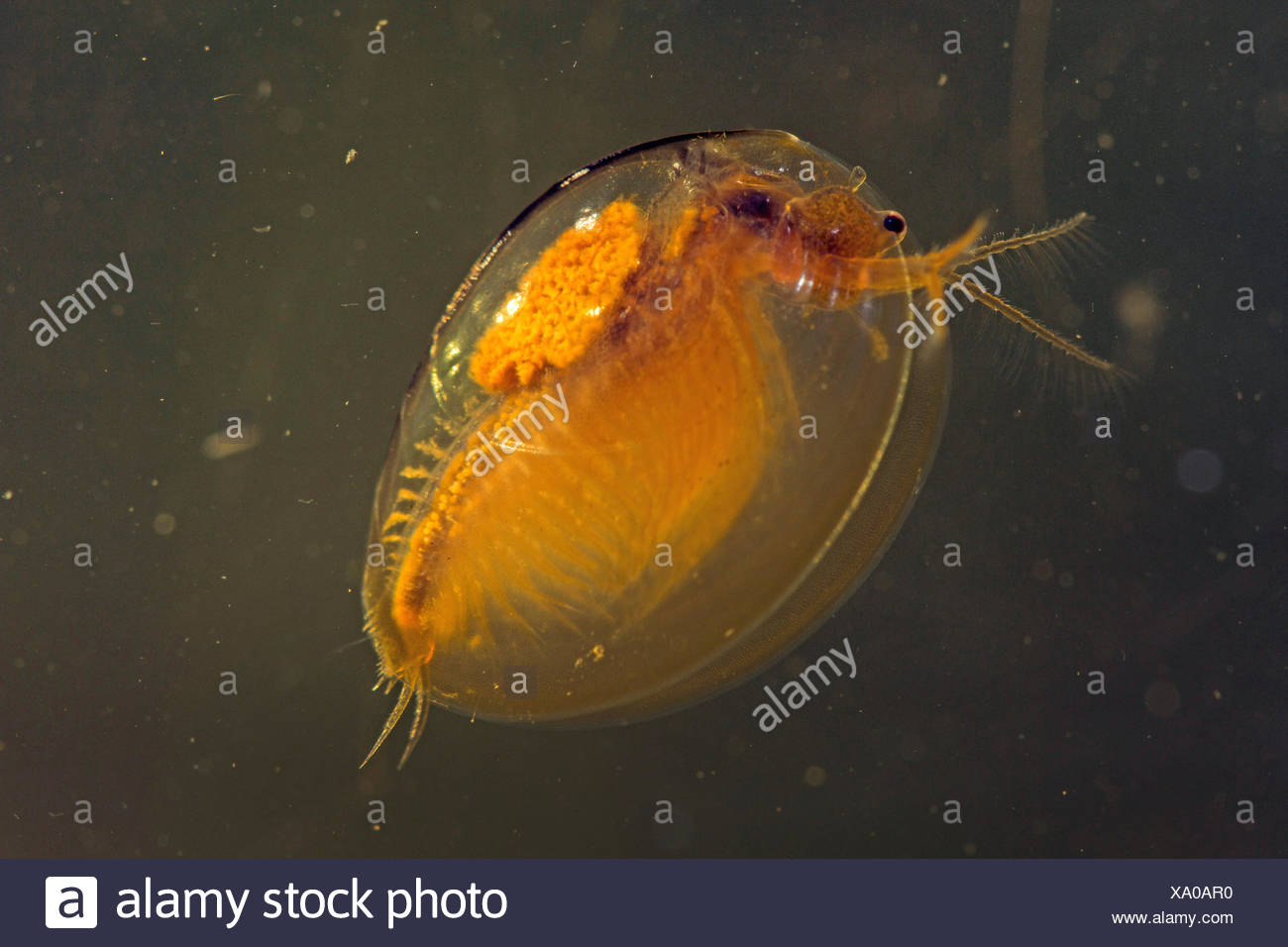 Clam shrimp (Limnadia lenticularis