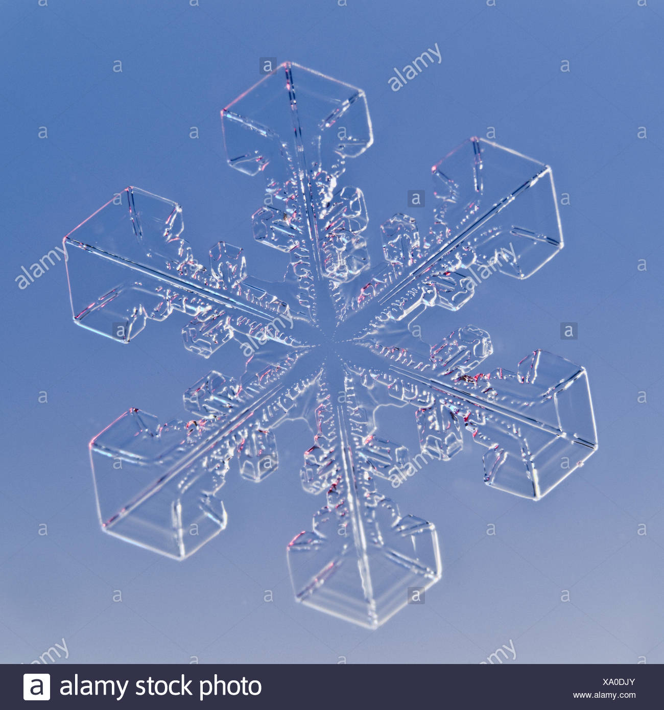 Snowflake magnified under microscope, Lilehammer, Norway Stock Photo