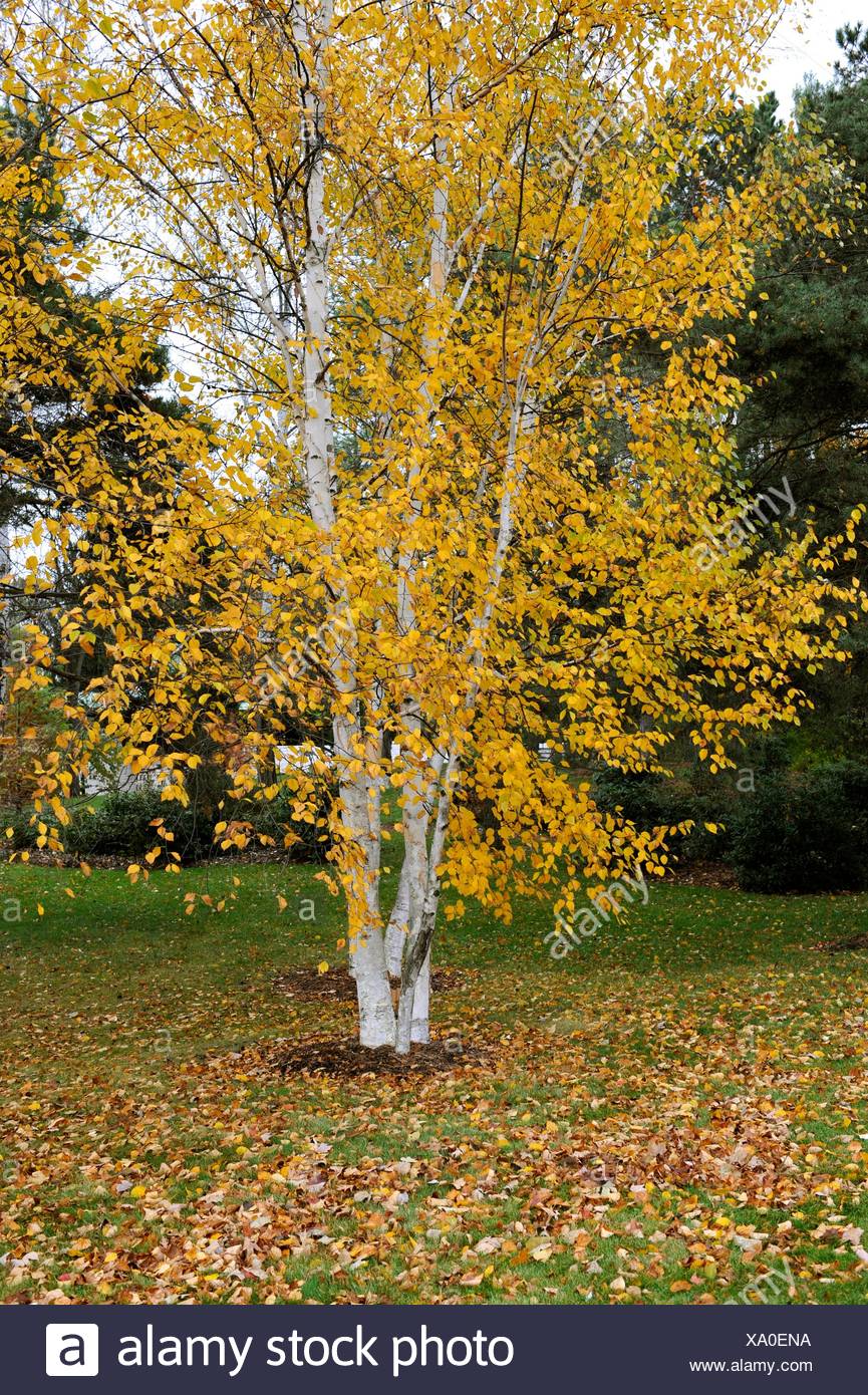 Dow Gardens Midland Michigan Popular Tourist Attraction Fall