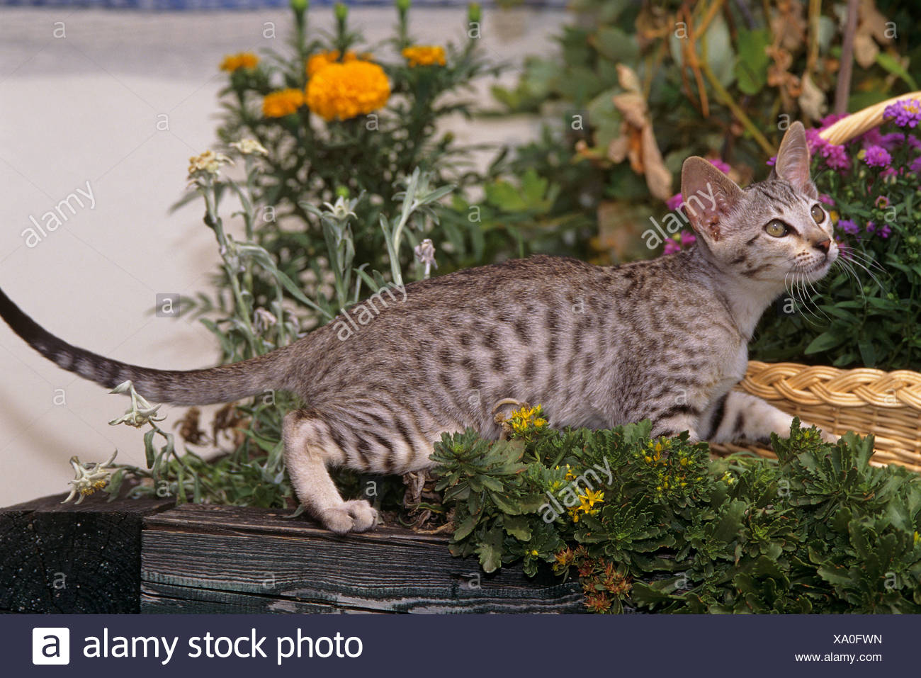 Kanaani Cat Kitten Walking In A Garden Stock Photo Alamy
