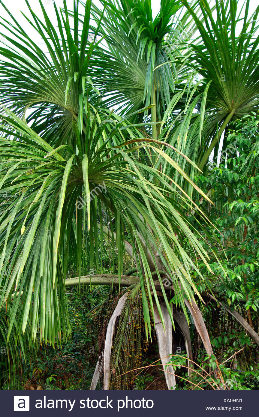 Moriche Palm High Resolution Stock Photography and Images - Alamy