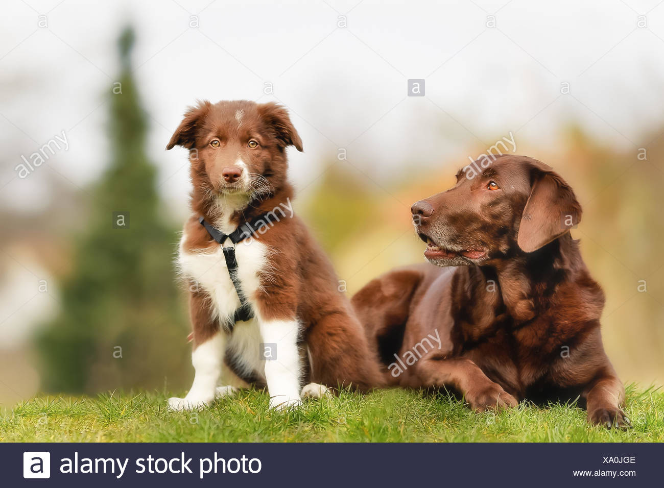 Adult Brown Labrador And Brown And White Border Collie Puppy Stock Photo Alamy