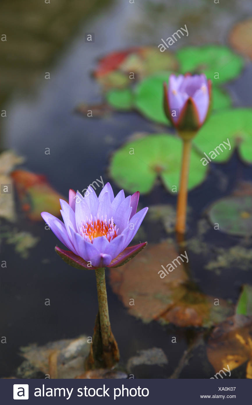 Aquatic Plants Asia Stock Photos & Aquatic Plants Asia Stock Images - Alamy