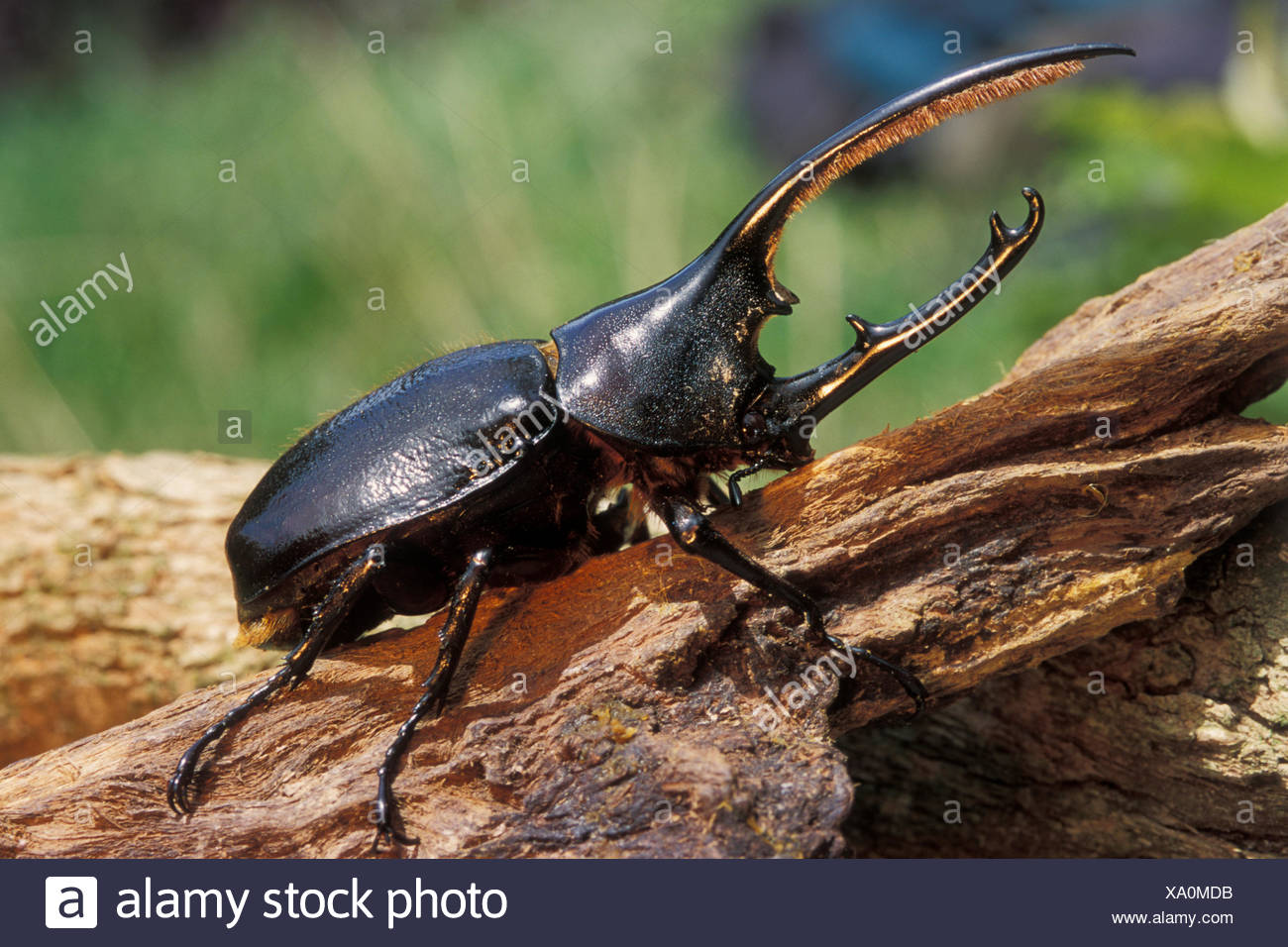 hercules rhinoceros beetle for sale hercules rhinoceros beetle for sale
