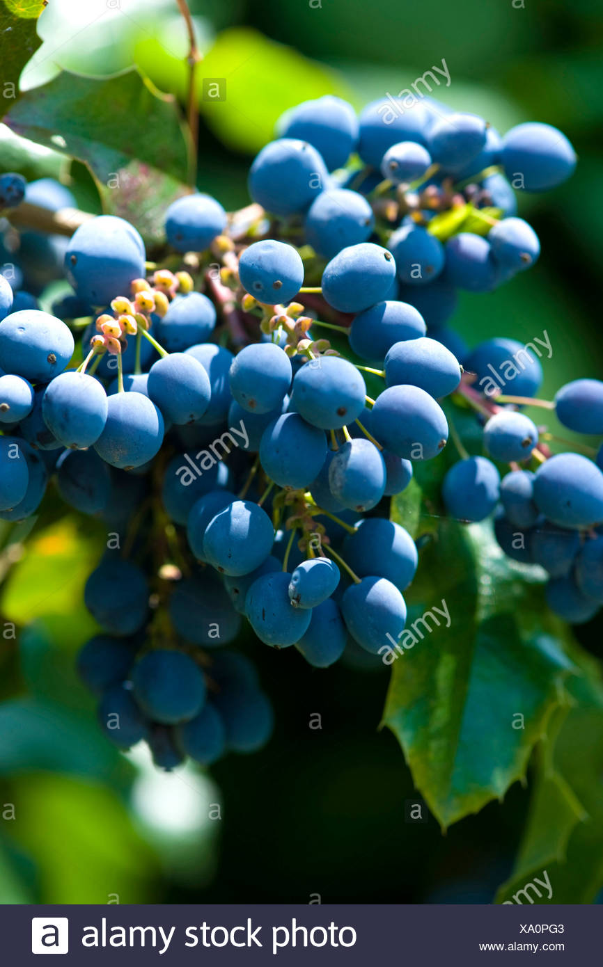 Grape Holly High Resolution Stock Photography And Images Alamy