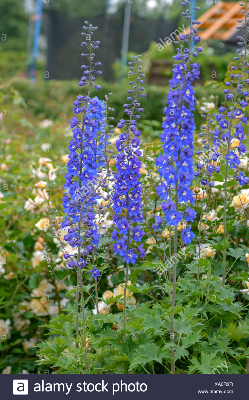 Larkspurs High Resolution Stock Photography and Images - Alamy