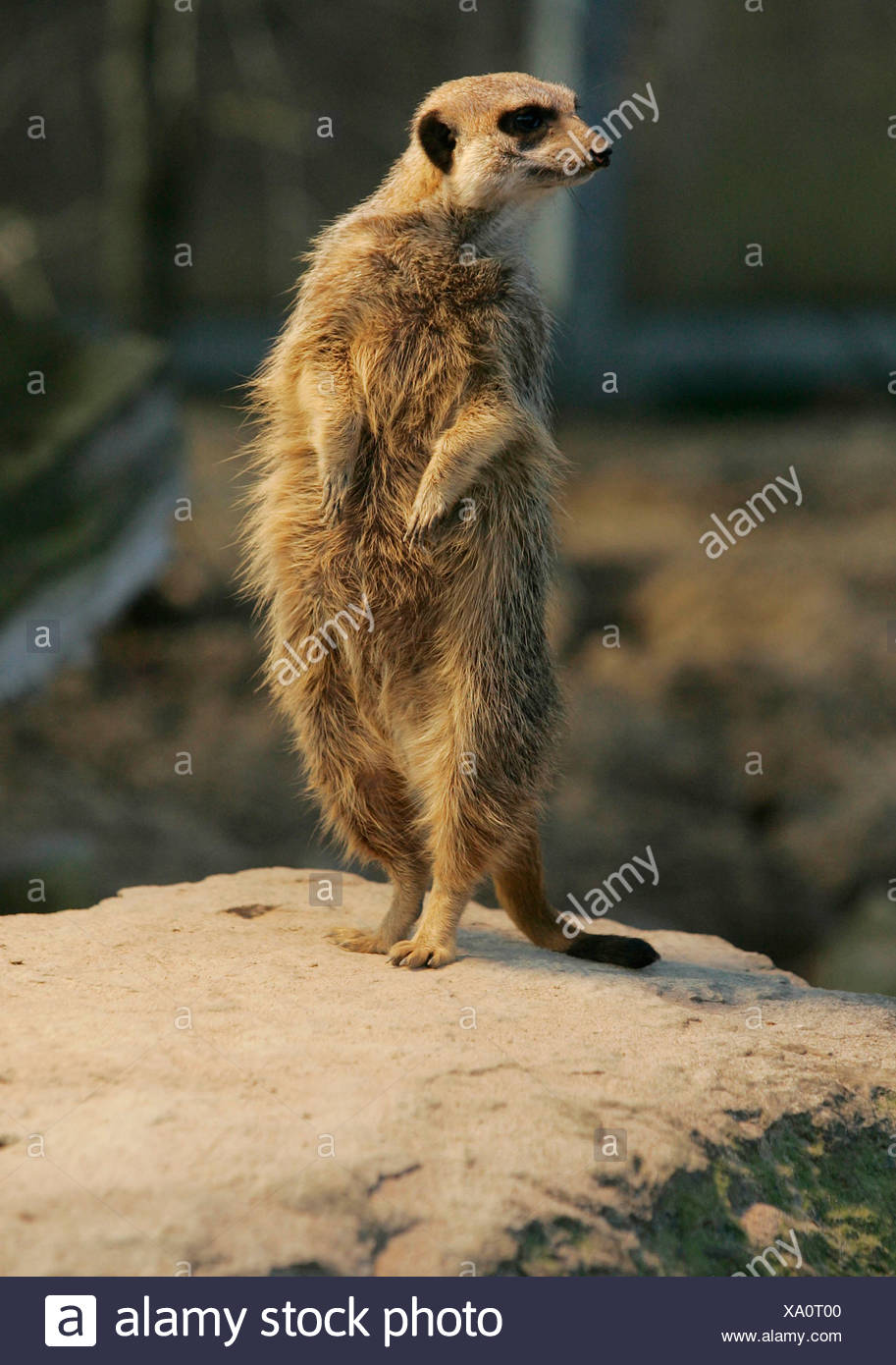 A Meerkat Is Standing On An Stone In The Wilhelma Zoo Stuttgart