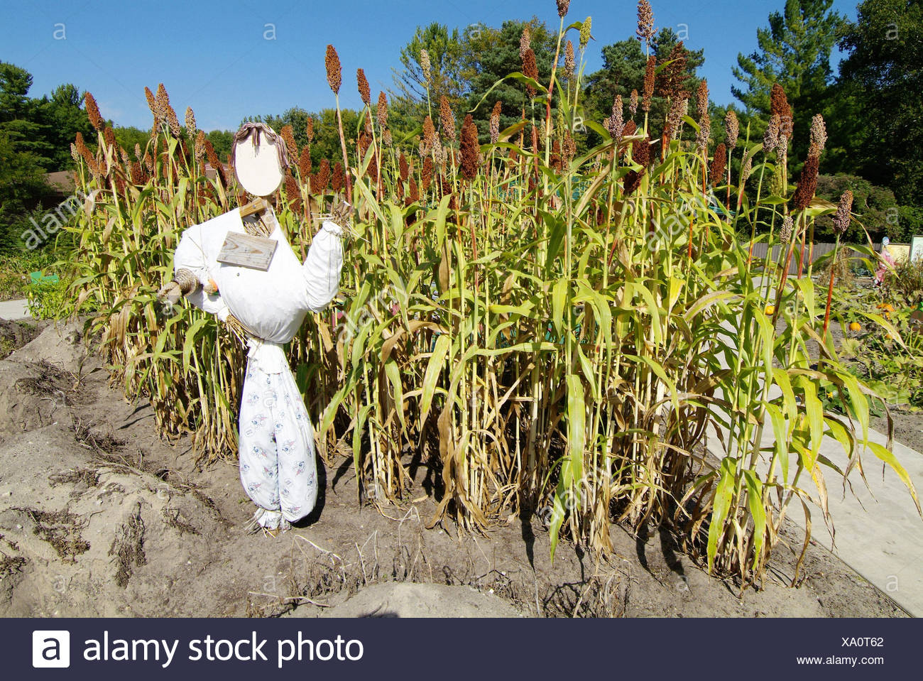Rox Orange Sorghum And Scarecrow At Dow Gardens Midland Michigan
