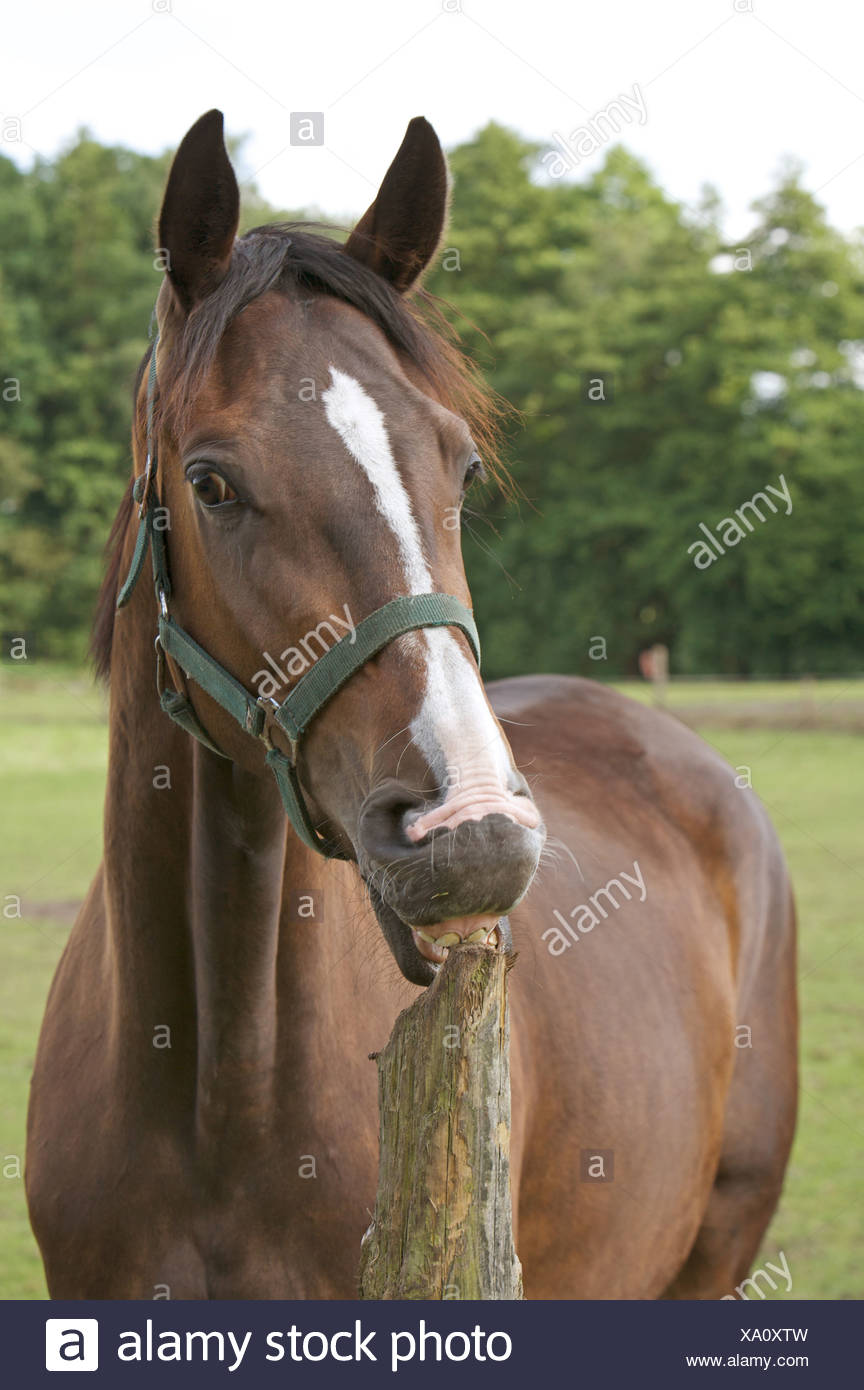 Westphalian Horse Cribbing Stock Photo 281533529 Alamy