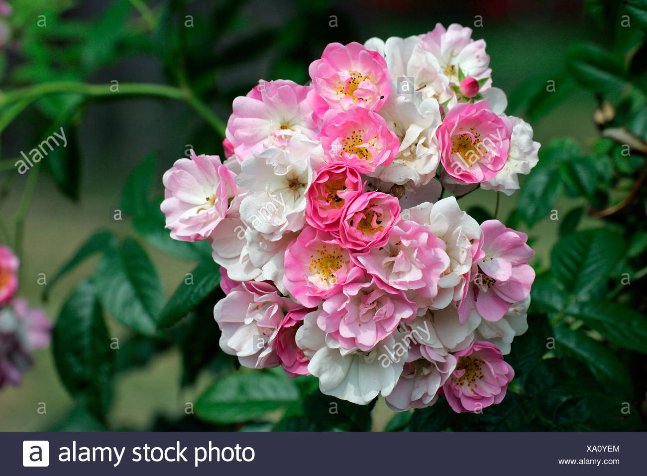 Rose Rose Apple Blossom Stock Photo Alamy