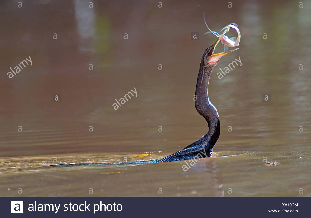 Indian darter (Anhinga melanogaster), hat im Fluss Kinabatangan einen Fisch gefangen, Malaysia, Borneo, Sabah Stock Photo