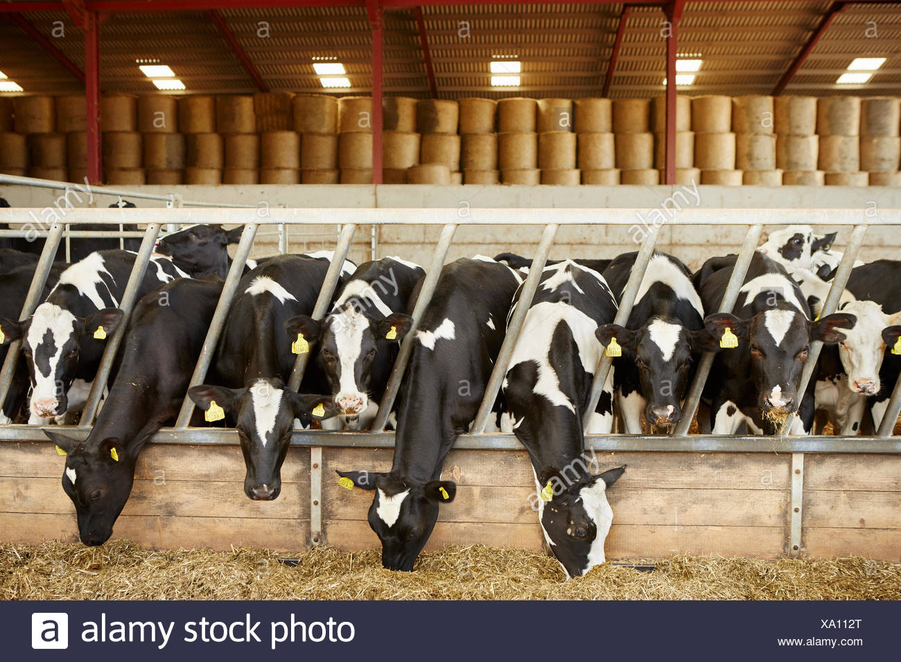 A Row Of Cattle Feeding On Hay In An Open Barn On A Farm Stock