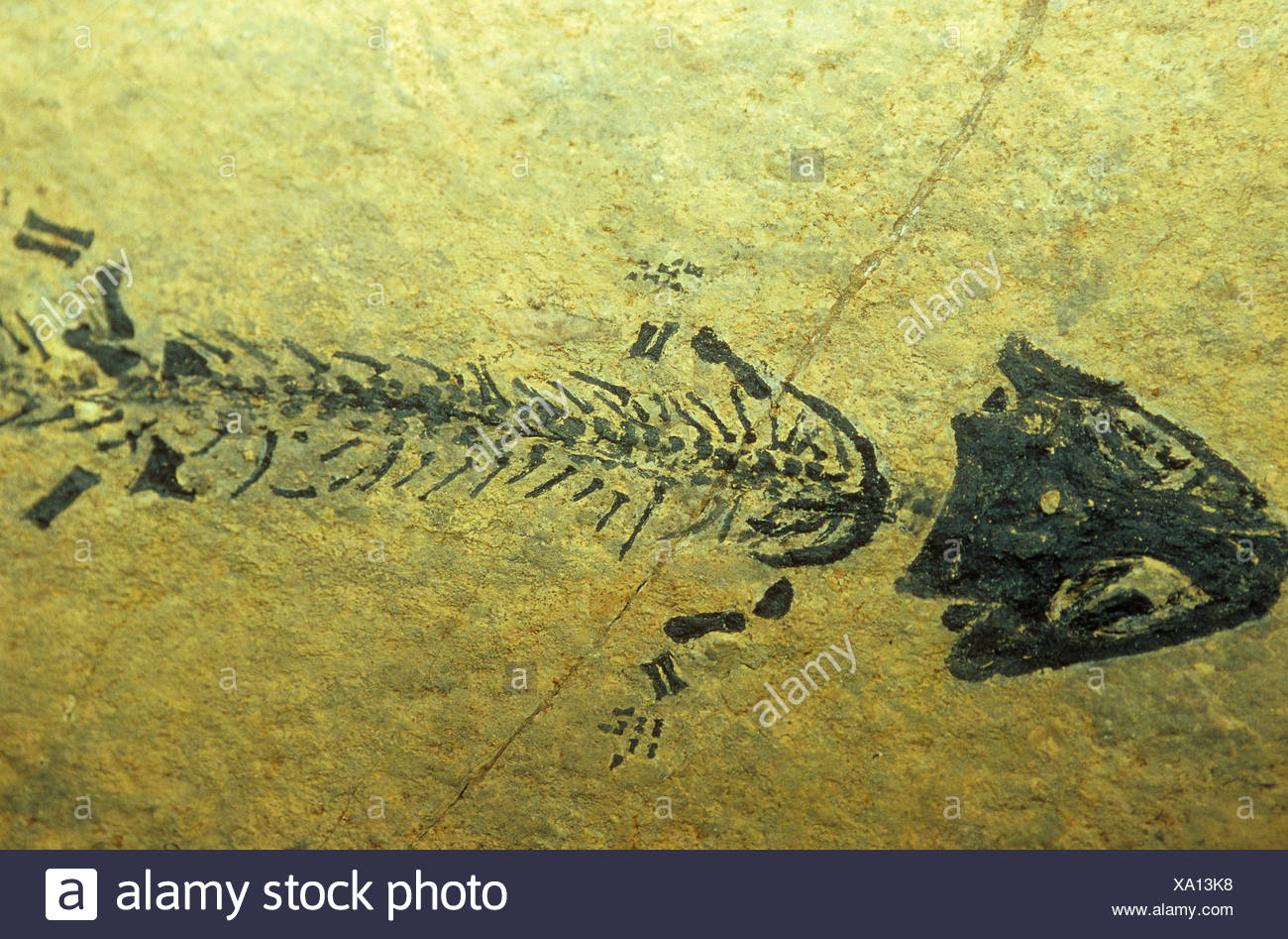 Stegocephalia Stock Photos & Stegocephalia Stock Images - Alamy