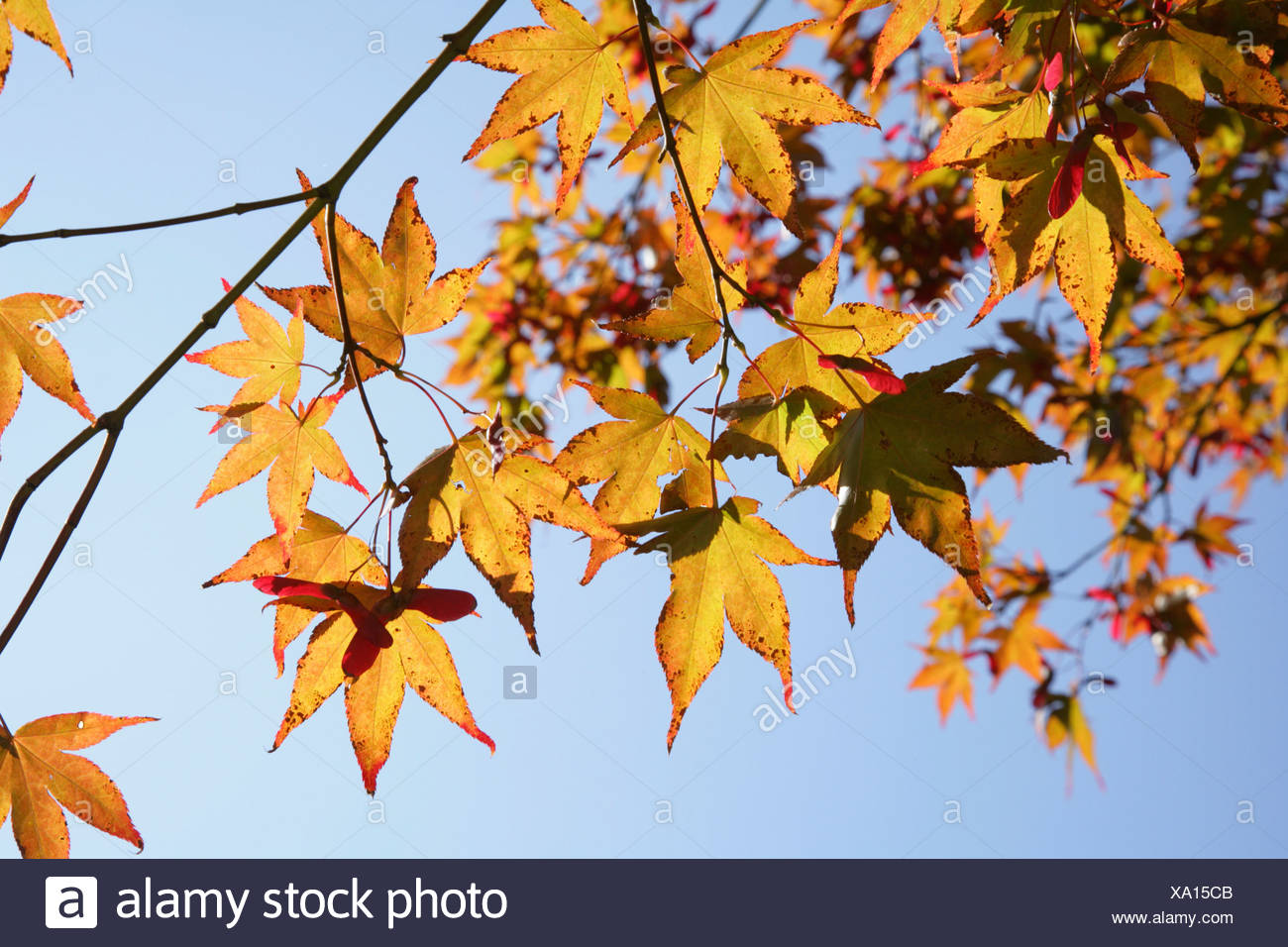 Norway Maple Acer Platanoides Autumn Foliage Balinesischer
