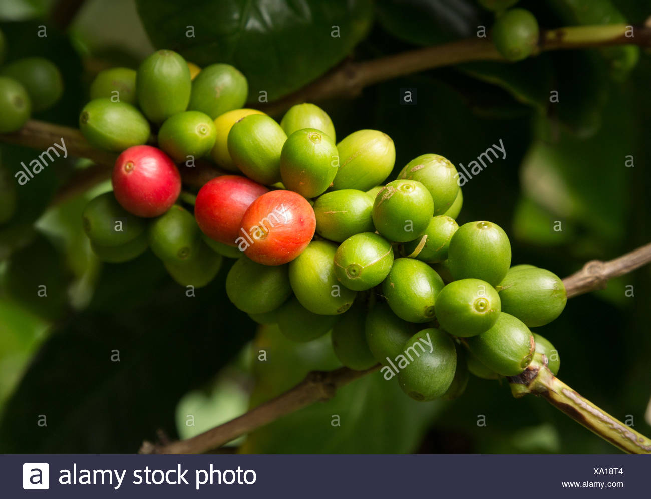 Hawaiian Kona Coffee Beans High Resolution Stock Photography and Images Alamy