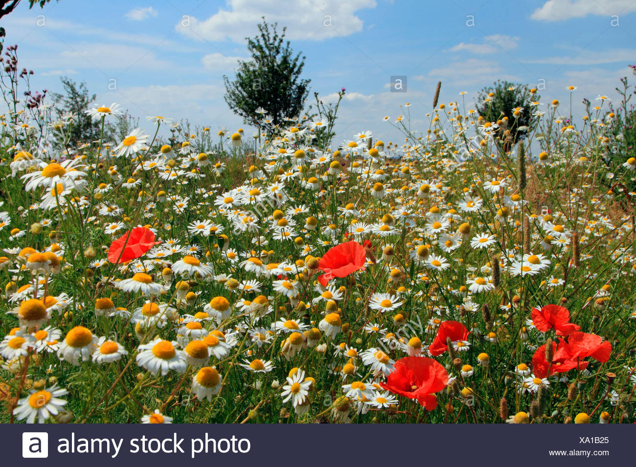 Meadow with flowering Common Red Poppy (Papaver rhoeas) and Ox-eye Daisy (Chrysanthemum leucanthemum, Leucanthemum vulgare) in s Stock Photo