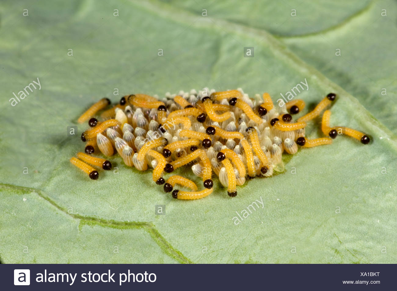 Cluster Of Caterpillars High Resolution Stock Photography and Images ...