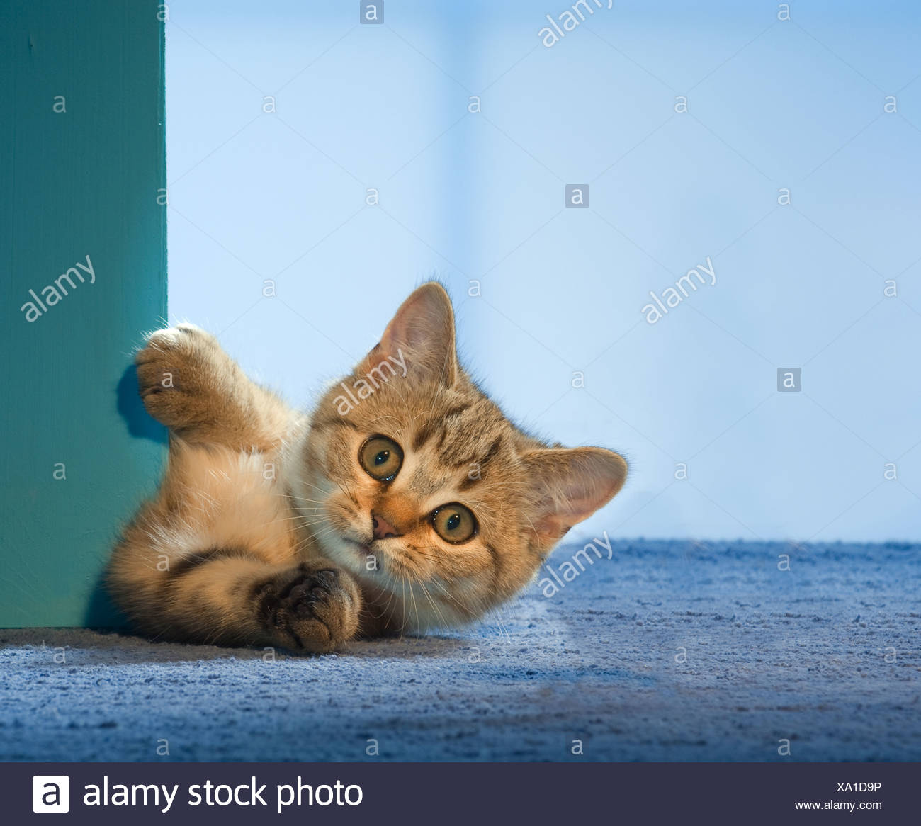 British Shorthair Cat Kitten Lying Behind Door Stock Photo