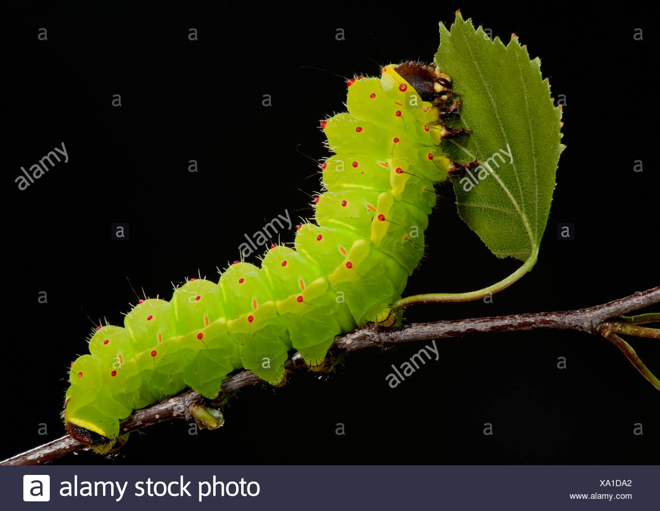 Actias High Resolution Stock Photography And Images Alamy Actias High Resolution Stock Photography And Images Alamy