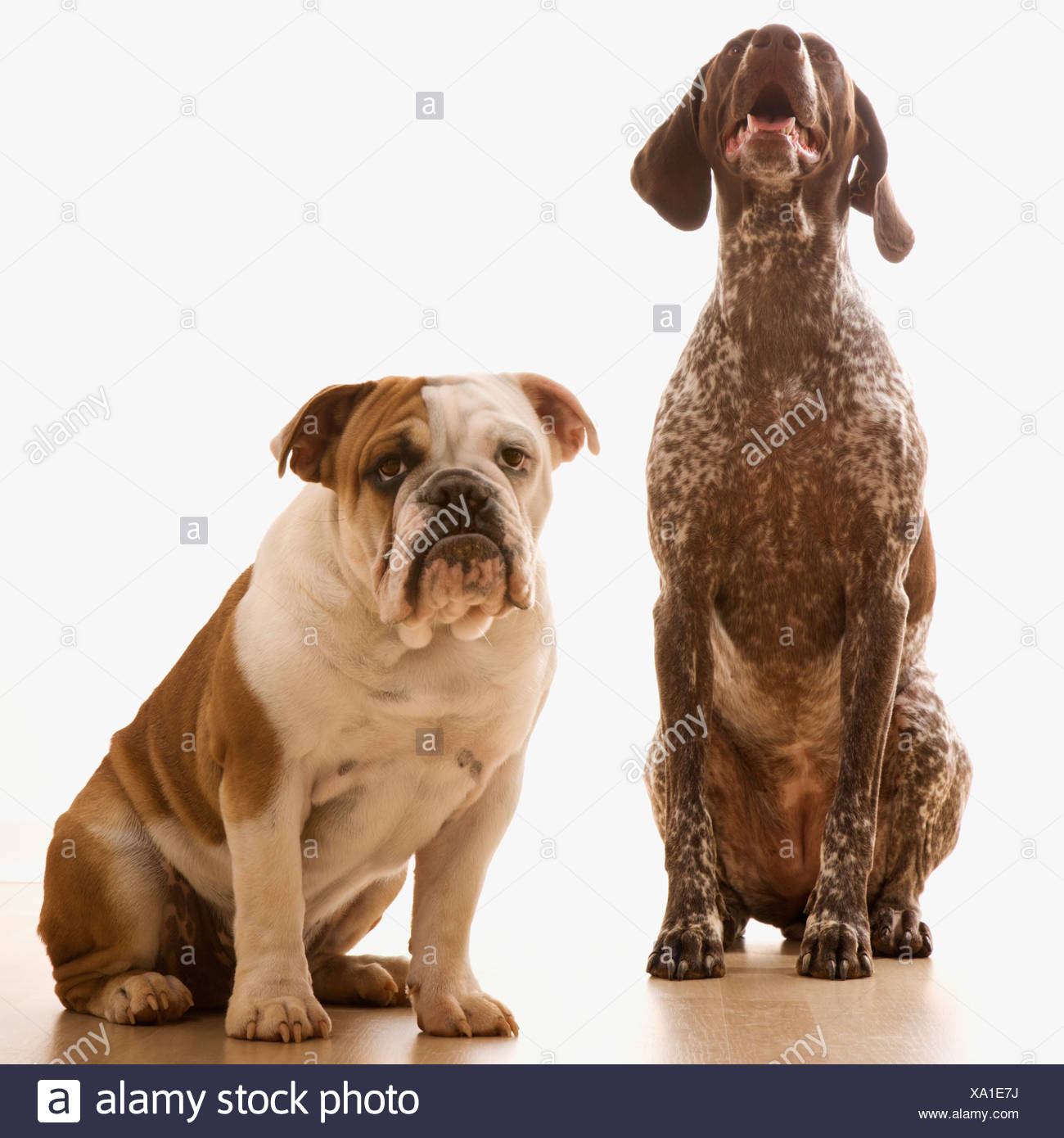 English Bulldog And German Shorthaired Pointer Sitting Stock Photo