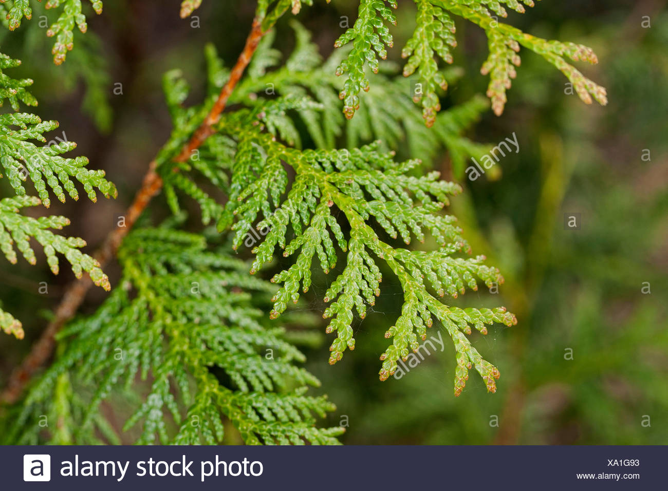 Yellow Cedar Trees Stock Photos & Yellow Cedar Trees Stock Images Alamy