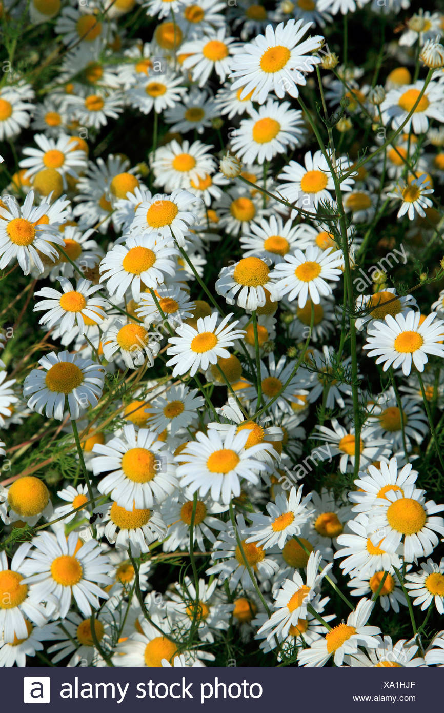 Ox-eye Daisy, Moon Daisy (Chrysanthemum leucanthemum, Leucanthemum vulgare), flowers Stock Photo