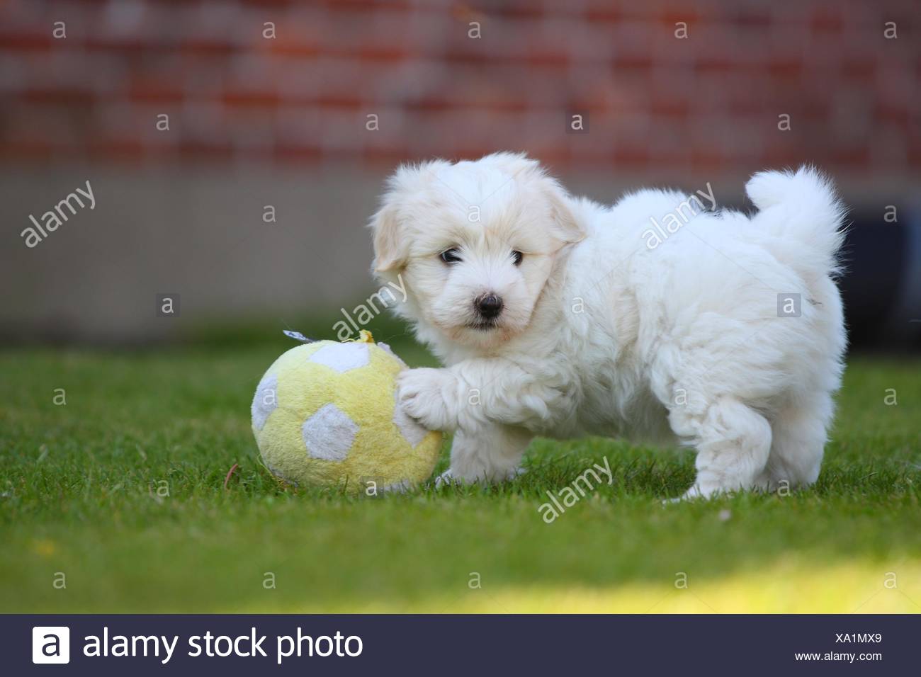 Coton De Tulear Small Dog High Resolution Stock Photography And Images Alamy Coton De Tulear Small Dog High Resolution Stock Photography And Images Alamy