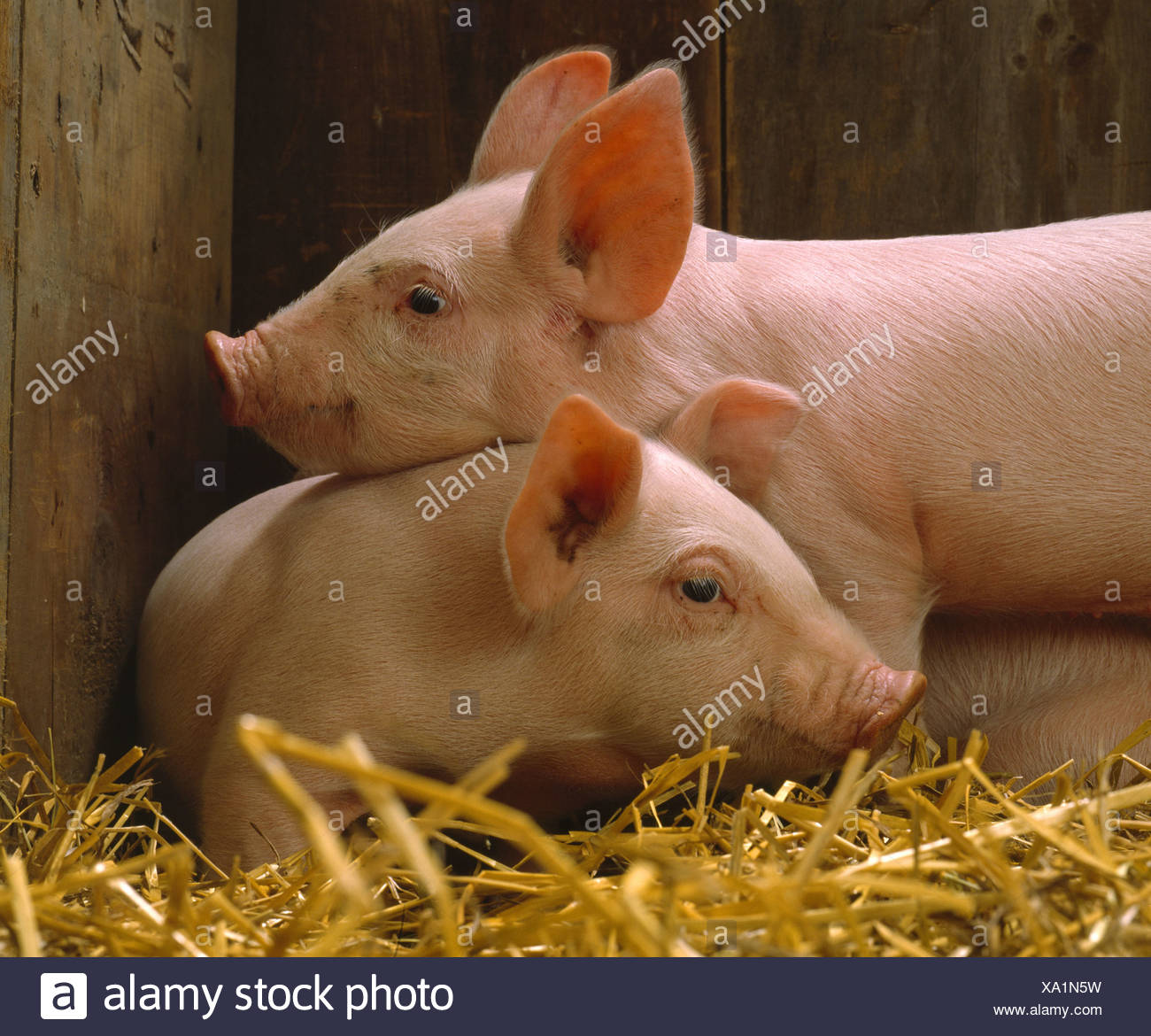 Feeder Hogs Stock Photos Feeder Hogs Stock Images Alamy