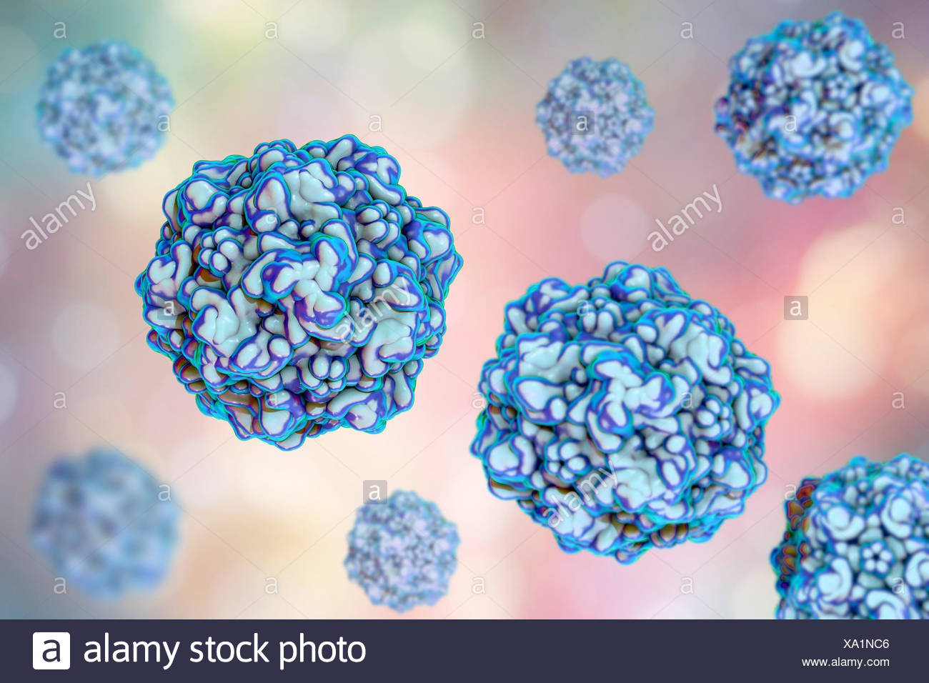 Parvovirus Stock Photos & Parvovirus Stock Images - Alamy