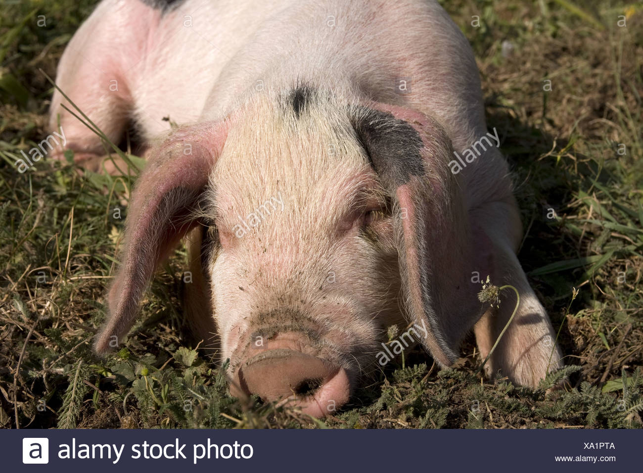 How to Transport Piglets (for the Smallhold Farmer) recommendations How to Transport Piglets (for the Smallhold Farmer) advise